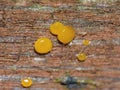 Orange Jelly Fungus - Dacrymyces palmatus - Macro