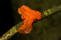 Orange Jelly fungus Royalty Free Stock Photo