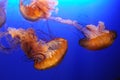 Orange jellyfish Royalty Free Stock Photo