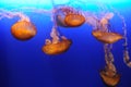 Orange jellyfish Royalty Free Stock Photo