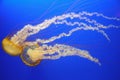 Orange jellyfish Royalty Free Stock Photo