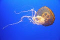 Orange jellyfish Royalty Free Stock Photo