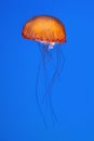 Orange jellyfish