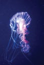 Orange jellyfish in blue ocean water Royalty Free Stock Photo