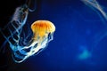 Orange jellyfish or Chrysaora fuscescens or Pacific sea nettle on blue