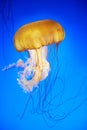 Orange jellyfish Chrysaora fuscescens Royalty Free Stock Photo