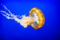 Orange jellyfish (Chrysaora fuscescens) Royalty Free Stock Photo