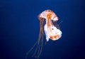 Orange jellyfish Royalty Free Stock Photo