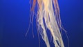 Orange jellyfish (Chrysaora fuscescens)