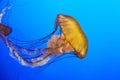 Orange jellyfish (Chrysaora fuscescens) Royalty Free Stock Photo