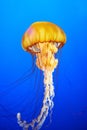 Orange jellyfish (Chrysaora fuscescens) Royalty Free Stock Photo