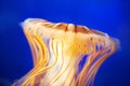 Orange jellyfish (Chrysaora fuscescens) Royalty Free Stock Photo