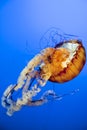 Orange Jellyfish close up in the deep blue sea Royalty Free Stock Photo