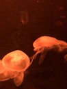 Orange Jellyfish floating in an aquarium