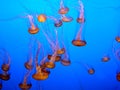 Orange jellyfish group Royalty Free Stock Photo