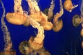 Orange Jellyfish Royalty Free Stock Photo