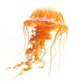 Orange Jellyfish with Tenticles Royalty Free Stock Photo