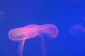 Orange jellyfish underwater in the ocean close up. Blue light background. Free space for text and content Royalty Free Stock Photo