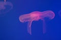 Pink jellyfish underwater in the ocean close up. Blue light background. Free space for text and content Royalty Free Stock Photo