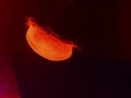 orange jely fish swimming in the dark Royalty Free Stock Photo