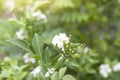 Orange Jessamine, Andaman satinwood, Chanese box tree or Cosmetic bark tree flower bloom on tree in the garden on blur nature back Royalty Free Stock Photo