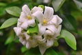 Orange jessamine flower blossom at tree