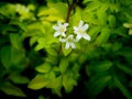 Orange Jessamine Flowers Blooming