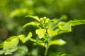 Orange Jessamine flowers and green leaf