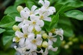 Orange Jessamine flowers tropical