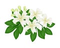 Orange Jessamine or Mock Orange Flowers on White Background Royalty Free Stock Photo