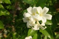 Orange Jessamine