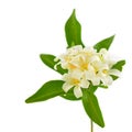 Orange Jessamine Royalty Free Stock Photo