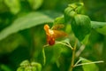Orange Jewelweed, Impatiens capensis Royalty Free Stock Photo
