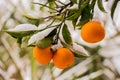 Winter orange joy. Royalty Free Stock Photo