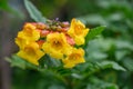 Orange balls Tecoma xÃÂ smithii tubular yellow-orange flowers Royalty Free Stock Photo