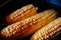 Orange juicy corn is boiled in water with salt. Corn in boiling water in a saucepan Royalty Free Stock Photo