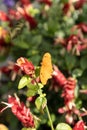 Orange Julia butterfly known as Dryas Julia