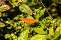 Orange Julia butterfly known as Dryas Julia