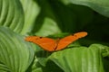 Orange Julia Butterfly sitting on Green Leaves Royalty Free Stock Photo