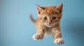 The orange jumping kitten.AI generated image Royalty Free Stock Photo