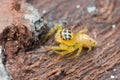 An orange jumping spider