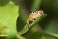 Orange jumping spider from South Africa Royalty Free Stock Photo