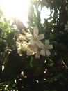 Orange jusmine flower white plant bee Royalty Free Stock Photo