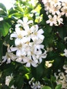 Orange jusmine flower white plant Royalty Free Stock Photo