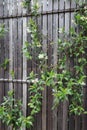 Orange jusmine flowers, murraya paniculata creep on wooden fence. Royalty Free Stock Photo