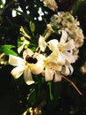 Orange jusmine white bee garden Royalty Free Stock Photo