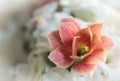 Orange kalanchoe flower isoladed on white