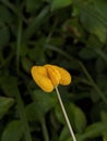 orange ki tolod flower on green background