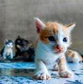 An orange kitten with blue eyes and a mother cat behind her Royalty Free Stock Photo