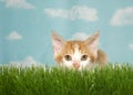 Orange kitten crouched in grass ready to pounce at viewer Royalty Free Stock Photo